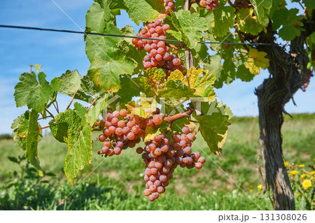 Golden Grapes Across Alsace Vineyards Golden Grapes Across Alsace Vineyards 131308026