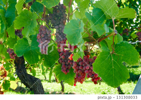 Golden Grapes Across Alsace Vineyards Golden Grapes Across Alsace Vineyards 131308033