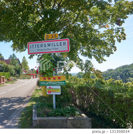 Golden Grapes Across Alsace Vineyards-Itterswiller 131308034