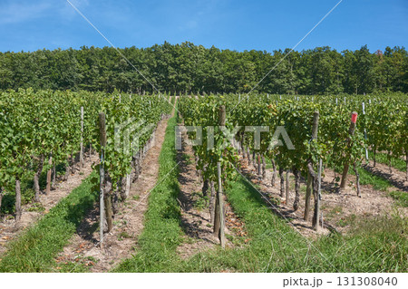 Golden Grapes Across Alsace Vineyards Golden Grapes Across Alsace Vineyards 131308040