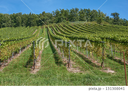 Golden Grapes Across Alsace Vineyards 131308041