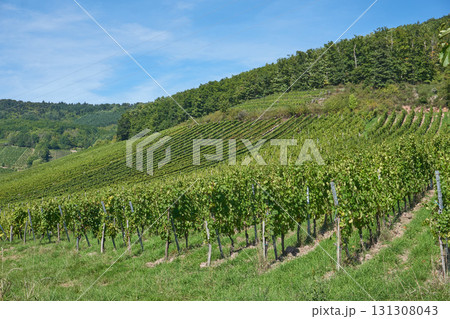 Golden Grapes Across Alsace Vineyards Golden Grapes Across Alsace Vineyards 131308043