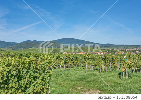 Golden Grapes Across Alsace Vineyards 131308054