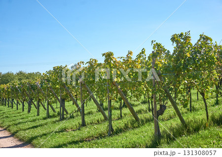 Golden Grapes Across Alsace Vineyards 131308057