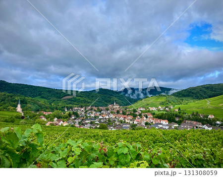 Golden Grapes Across Alsace Vineyards Golden Grapes Across Alsace Vineyards 131308059