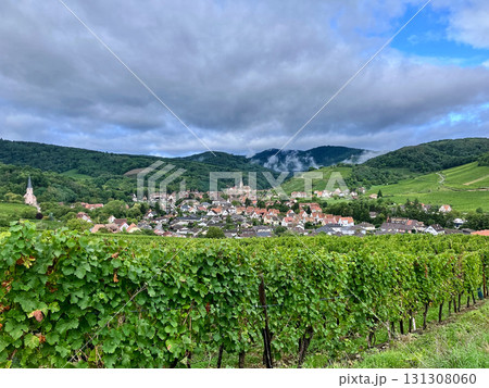 Golden Grapes Across Alsace Vineyards Golden Grapes Across Alsace Vineyards 131308060