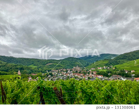 Golden Grapes Across Alsace Vineyards Golden Grapes Across Alsace Vineyards 131308061