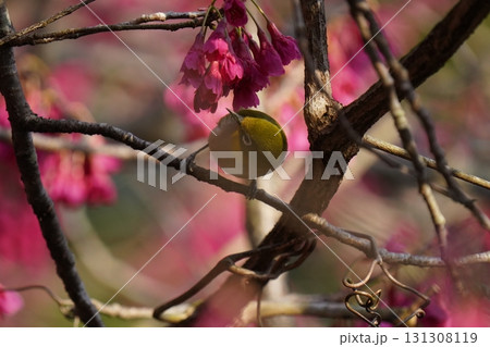 桜の花の蜜を吸うメジロ 131308119