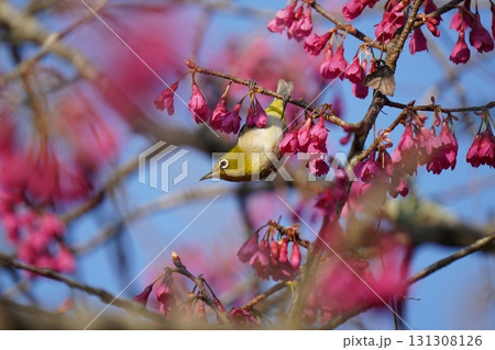 桜の花の蜜を吸うメジロ 桜の花の蜜を吸うメジロ 131308126