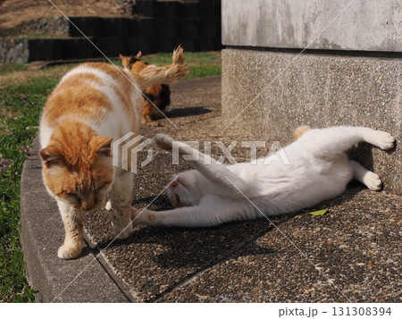 コロニーで仲良く日向ぼっこする可愛い猫たち コロニーで仲良く日向ぼっこする可愛い猫たち 131308394