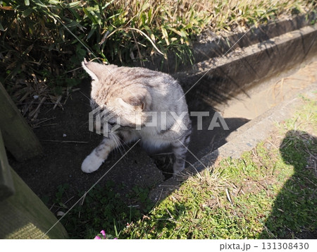 側溝から顔を出す可愛い猫 側溝から顔を出す可愛い猫 131308430
