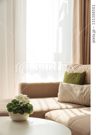 Cozy Living Room with African Violet on Coffee Table Cozy Living Room with African Violet on Coffee Table 131308501