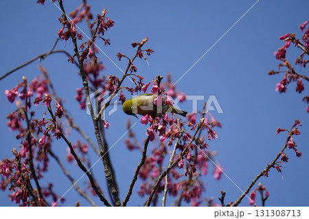 桜の花の蜜を吸うメジロ 131308713