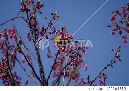 桜の花の蜜を吸うメジロ 131308716