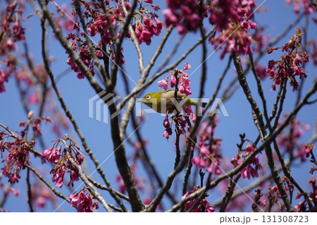 桜の花の蜜を吸うメジロ 131308723