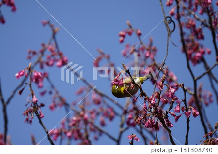 桜の花の蜜を吸うメジロ 桜の花の蜜を吸うメジロ 131308730