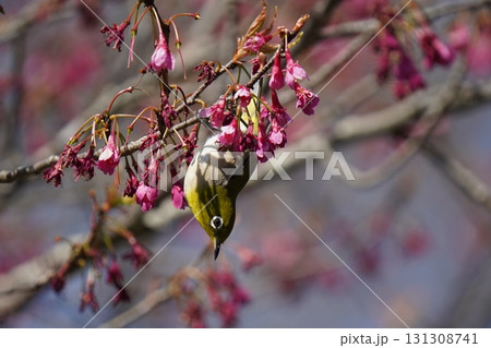 桜の花の蜜を吸うメジロ 131308741