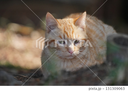 猫コロニーで暮らす可愛い子猫家族 猫コロニーで暮らす可愛い子猫家族 131309063