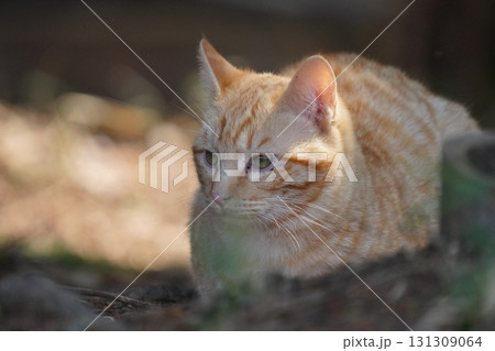 猫コロニーで暮らす可愛い子猫家族 猫コロニーで暮らす可愛い子猫家族 131309064