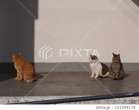 誰かを待つ可愛い猫達 131309119
