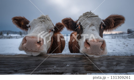 冬の牧場で柵越しに覗く二頭の牛 131309261