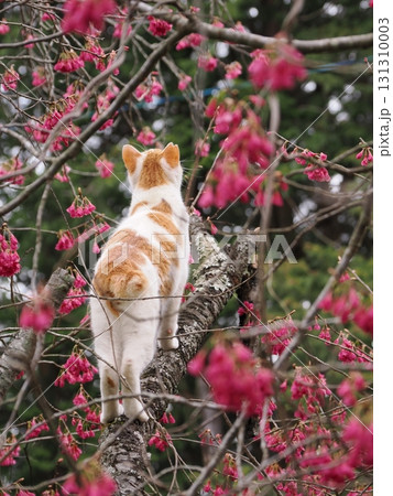 寒緋桜の花と白い猫 131310003
