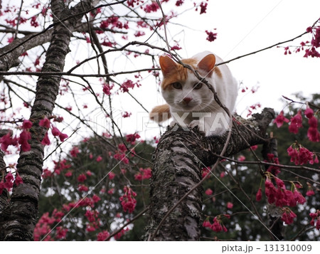 寒緋桜の花と白い猫 131310009