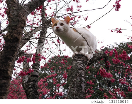 寒緋桜の花と白い猫 131310013