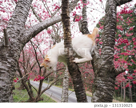 寒緋桜の花と白い猫 131310025