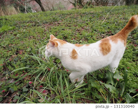 寒緋桜の花と白い猫 131310040