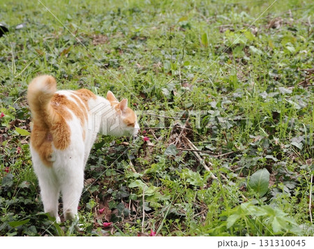寒緋桜の花と白い猫 寒緋桜の花と白い猫 131310045