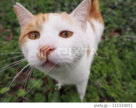 寒緋桜の花と白い猫 寒緋桜の花と白い猫 131310051