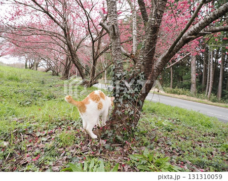寒緋桜の花と白い猫 131310059