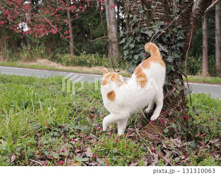 寒緋桜の花と白い猫 寒緋桜の花と白い猫 131310063