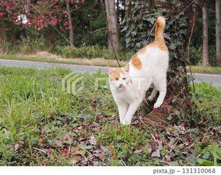 寒緋桜の花と白い猫 寒緋桜の花と白い猫 131310068