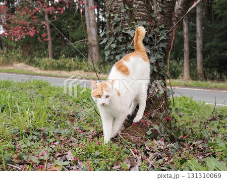 寒緋桜の花と白い猫 寒緋桜の花と白い猫 131310069