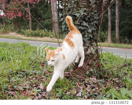寒緋桜の花と白い猫 寒緋桜の花と白い猫 131310072