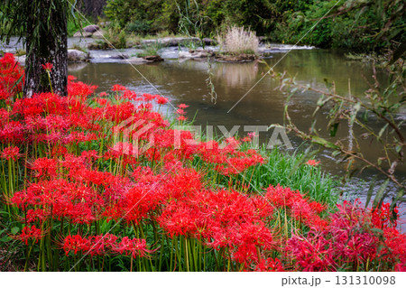 彼岸花が咲く田舎の風景 131310098