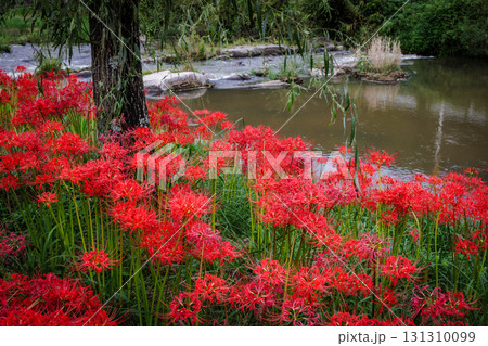 彼岸花が咲く田舎の風景 131310099