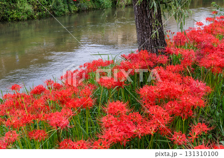 彼岸花が咲く田舎の風景 131310100