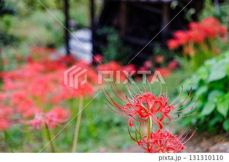 彼岸花が咲く田舎の風景 131310110