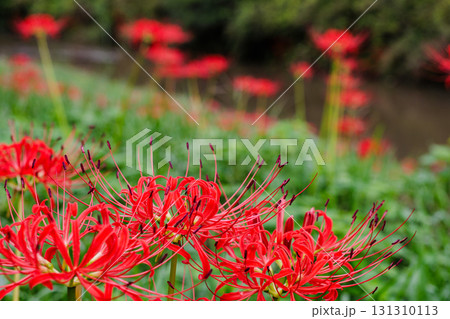 彼岸花が咲く田舎の風景 131310113