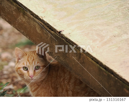 足元で遊ぶ可愛い子猫 131310167