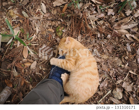 足元で遊ぶ可愛い子猫 131310171