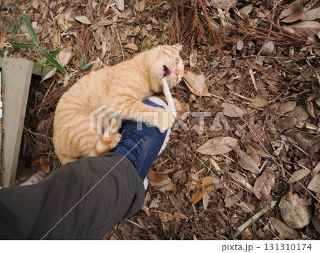 足元で遊ぶ可愛い子猫 131310174