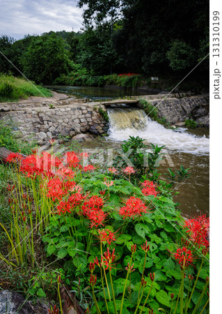 彼岸花が咲く田舎の風景 131310199