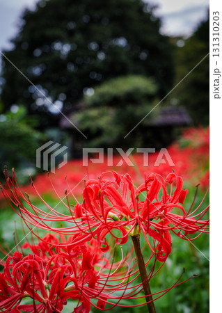 彼岸花が咲く田舎の風景 131310203