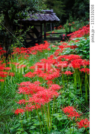 彼岸花が咲く田舎の風景 131310208