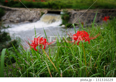 彼岸花が咲く田舎の風景 131310229