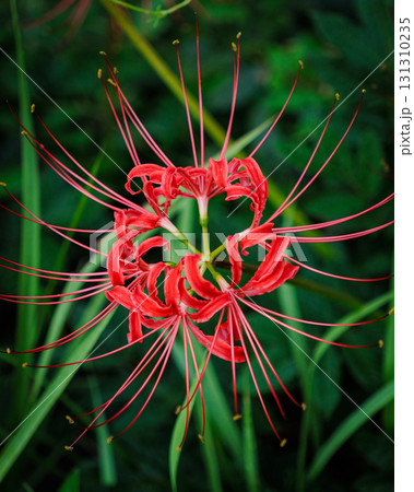 彼岸花が咲く田舎の風景 彼岸花が咲く田舎の風景 131310235